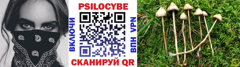 Купить закладки  Киселёвск  Псилоцибиновые грибы мицелий 